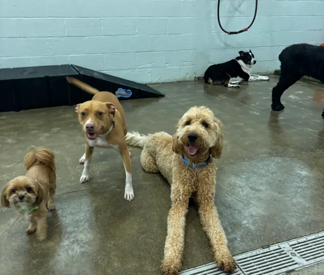 Stay. Dog Daycare, & Boarding — customer photo 8