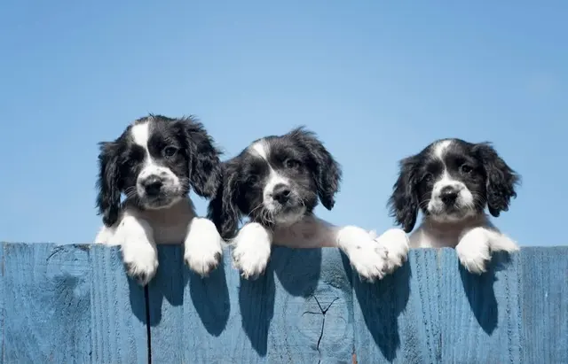 Daily Dog Walkers — photo from the business 7