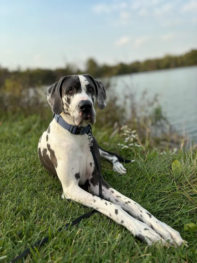 Daily Dog Walkers — customer photo 9