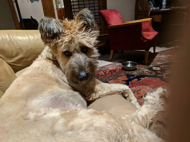 K-9 Kingdom — customer photo 12