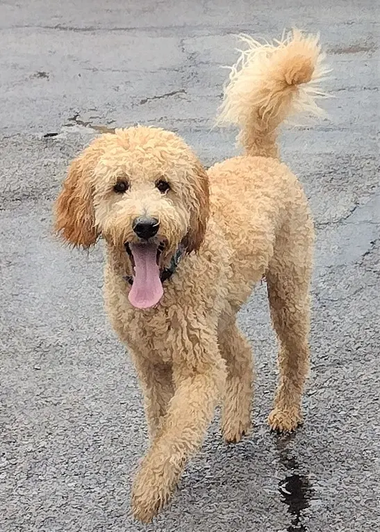 K-9 Kingdom — photo from the business 1