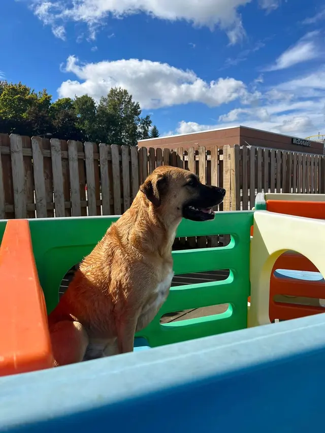 K-9 Kingdom — photo from the business 5