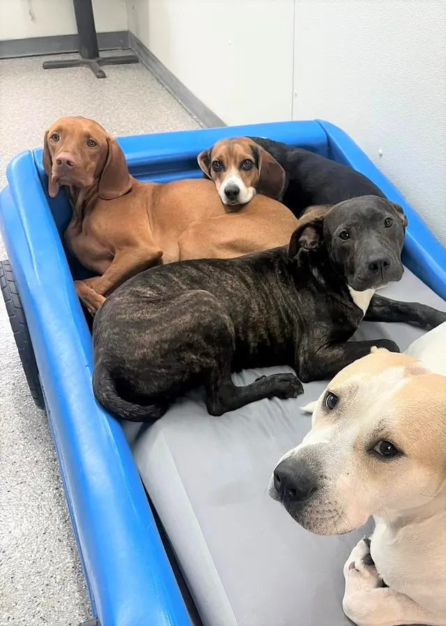 K-9 Kingdom — photo from the business 3