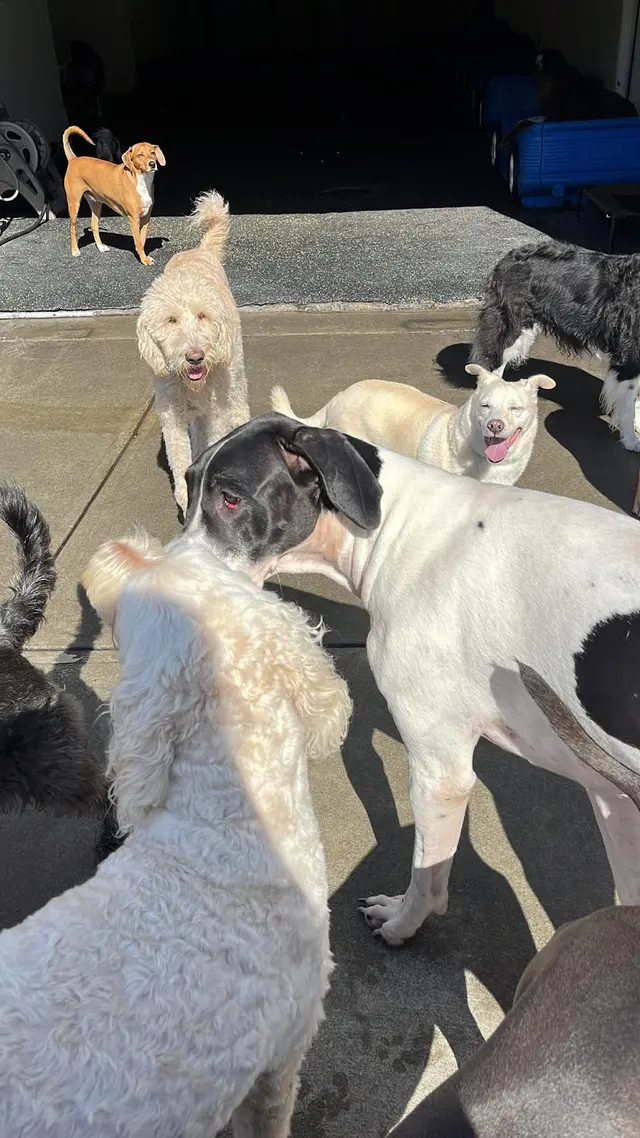 K-9 Kingdom — photo from the business 9