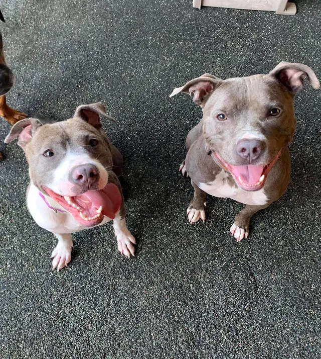 K-9 Kingdom — customer photo 11