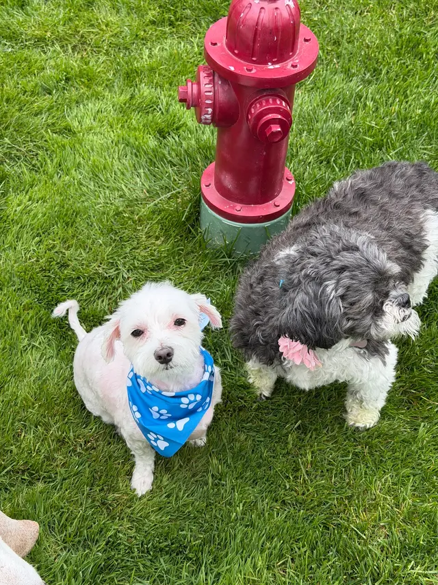 Parma Pet Pals — photo from the business 12