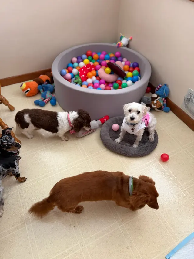 Customer photo of work by Parma Pet Pals, from Becca's review