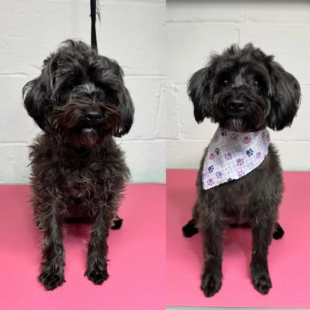 Parma Pet Pals — photo from the business 2