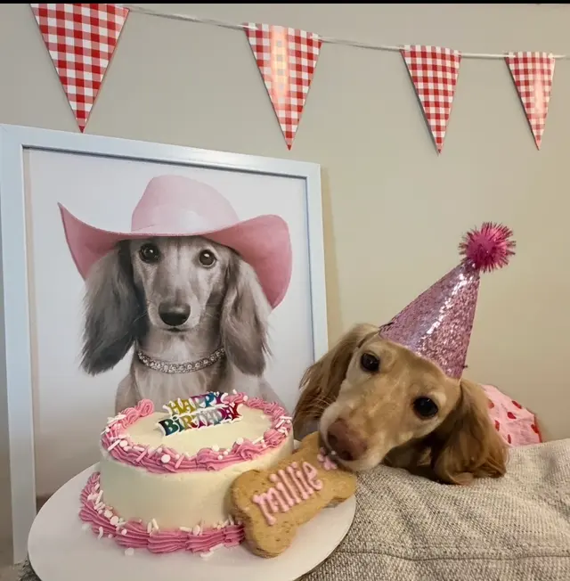 Parma Pet Pals — photo from the business 11