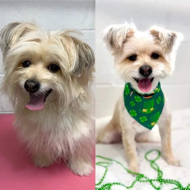 Parma Pet Pals — photo from the business 3