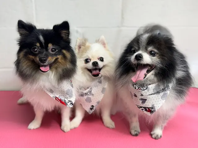 Customer photo of work by Parma Pet Pals, from Victor Hernandez's review