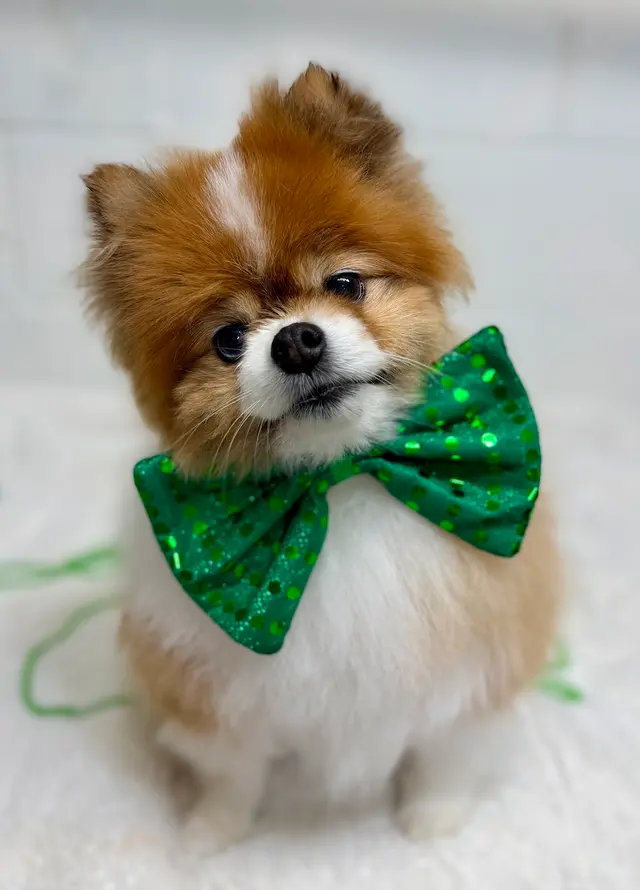 Customer photo of work by Parma Pet Pals, from Gilmore Ghoul's review