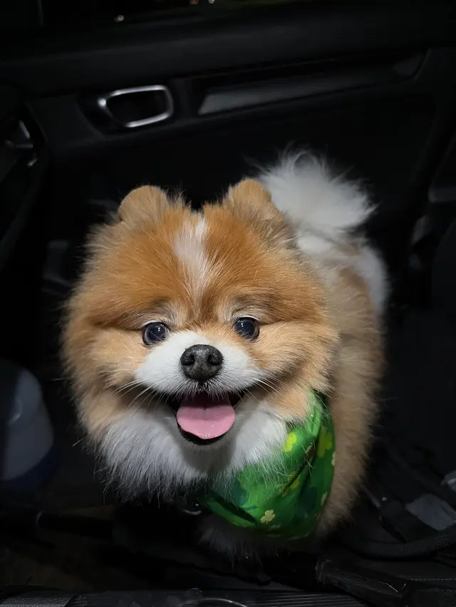 Customer photo of work by Parma Pet Pals, from Gilmore Ghoul's review