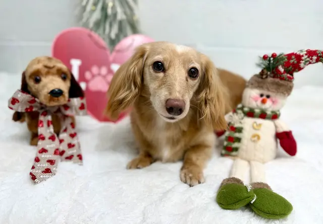 Parma Pet Pals — photo from the business 5