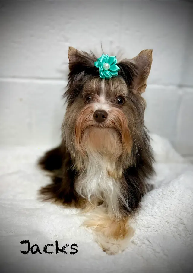 Parma Pet Pals — photo from the business 9