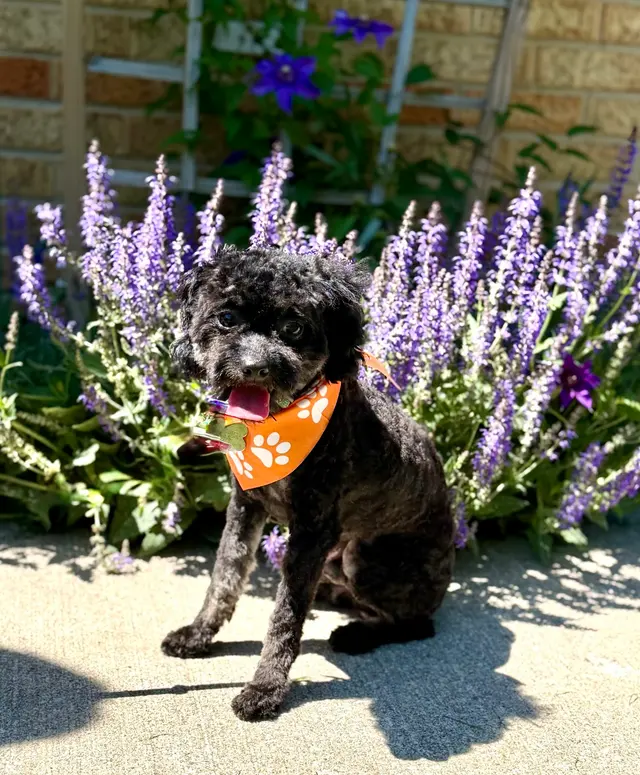 Parma Pet Pals — photo from the business 7