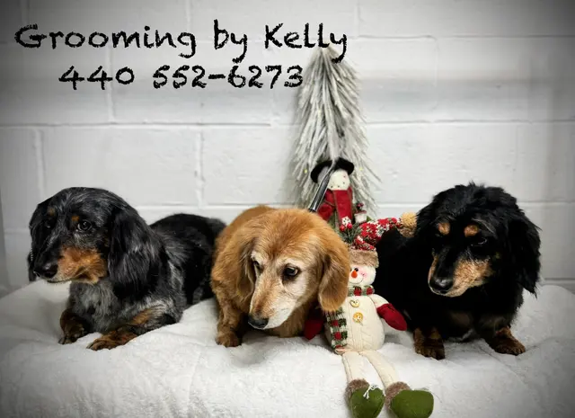 Parma Pet Pals — photo from the business 4