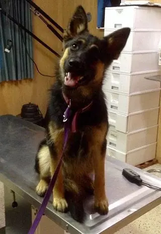 Dr. Reiter's Veterinary Clinic — photo from the business 10