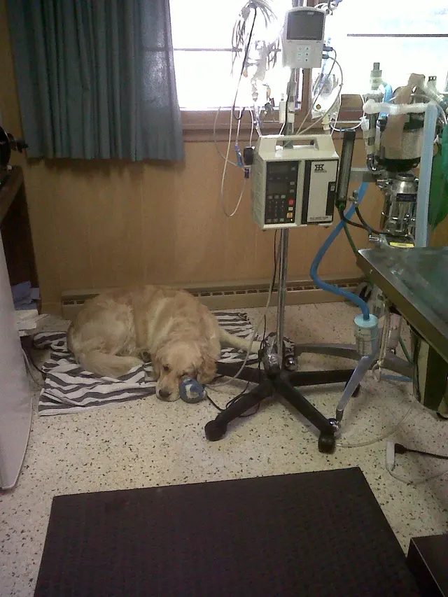 Dr. Reiter's Veterinary Clinic — photo from the business 4