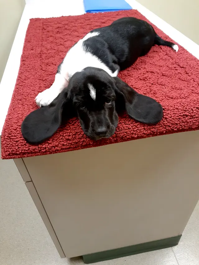 Brakken Veterinary Clinic — customer photo 2