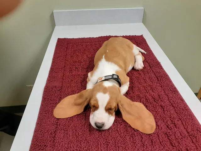 Brakken Veterinary Clinic — customer photo 3