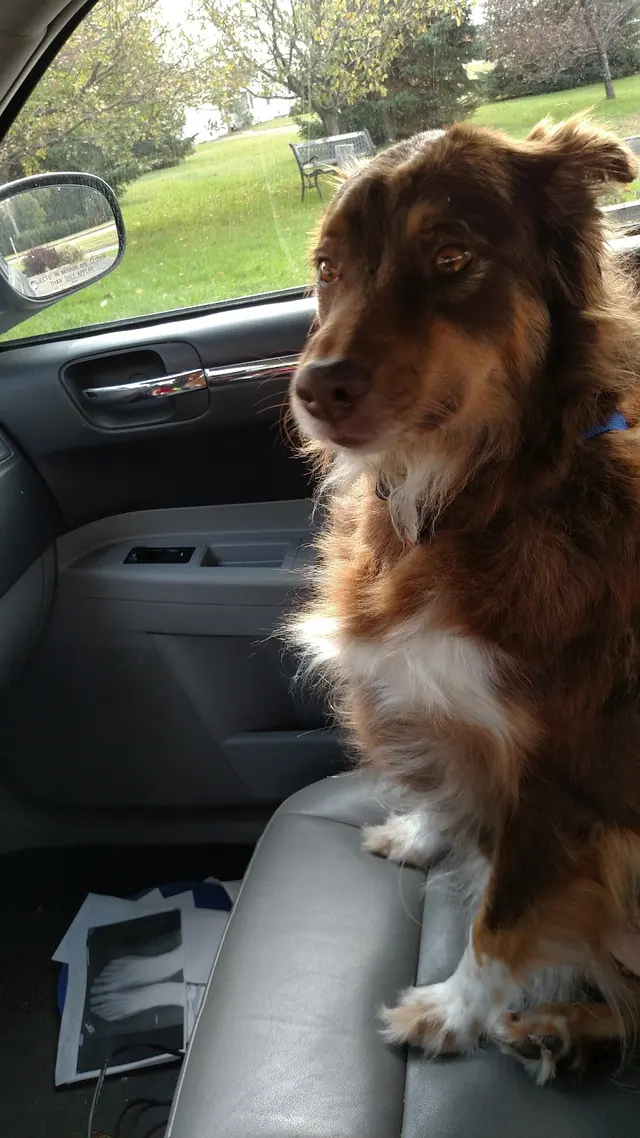 Westgate Animal Hospital Inc — customer photo 10