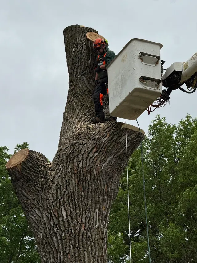 Three Pines — customer photo 7