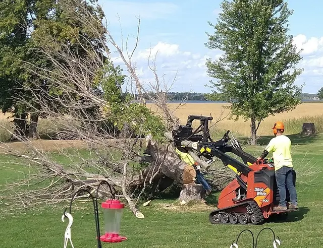 Tree Removers — customer photo 1