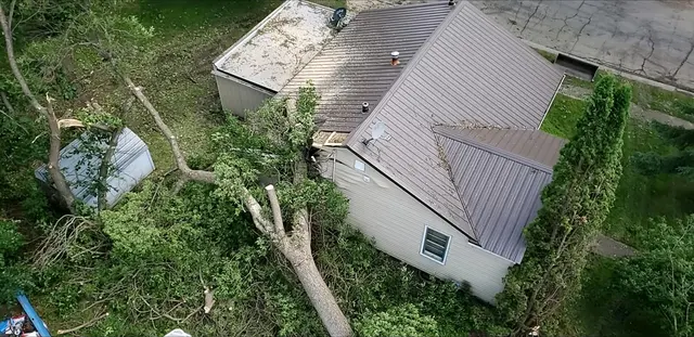 Tree Removers — photo from the business 6