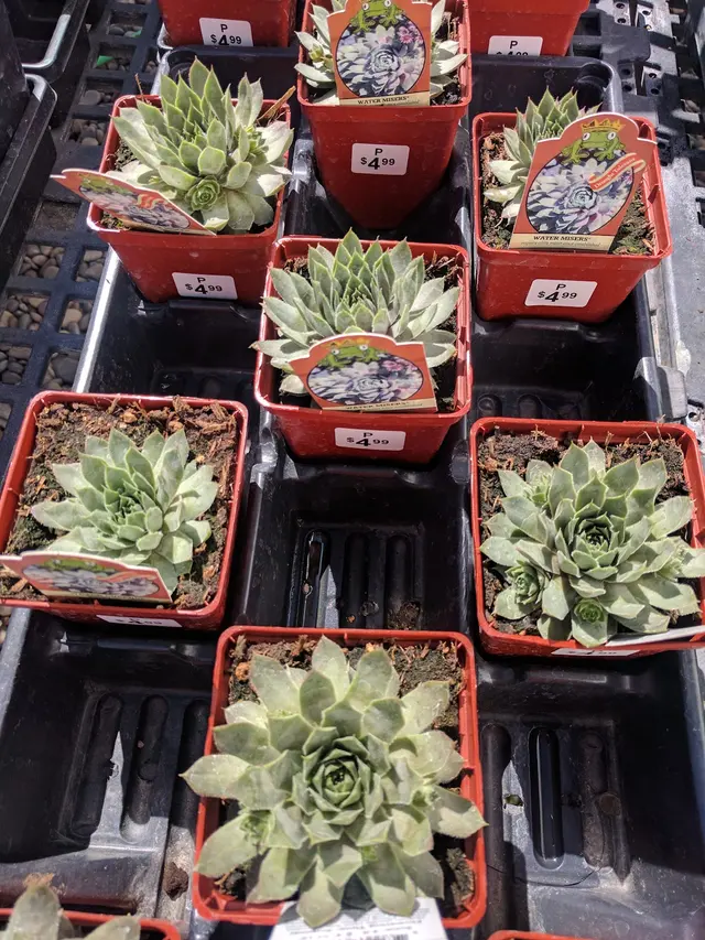 Town & Country Gardens — customer photo 12