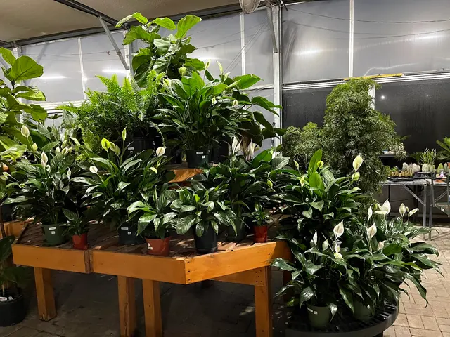 Town & Country Gardens — customer photo 8