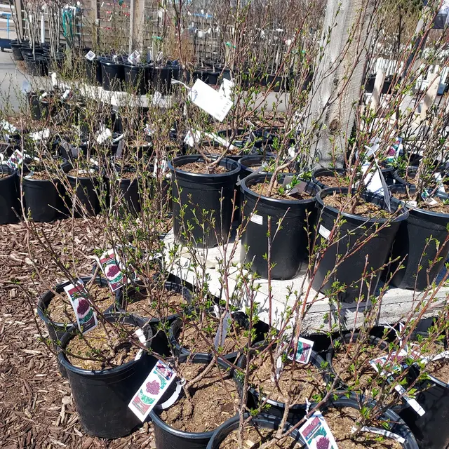 Sunnyside Gardens — customer photo 10