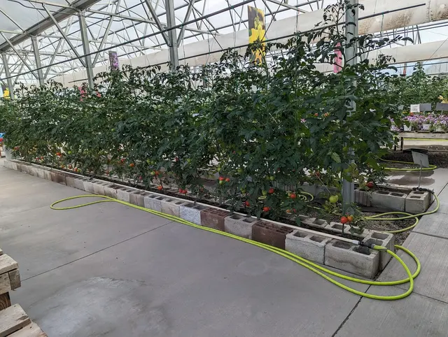 Sunnyside Gardens — customer photo 6