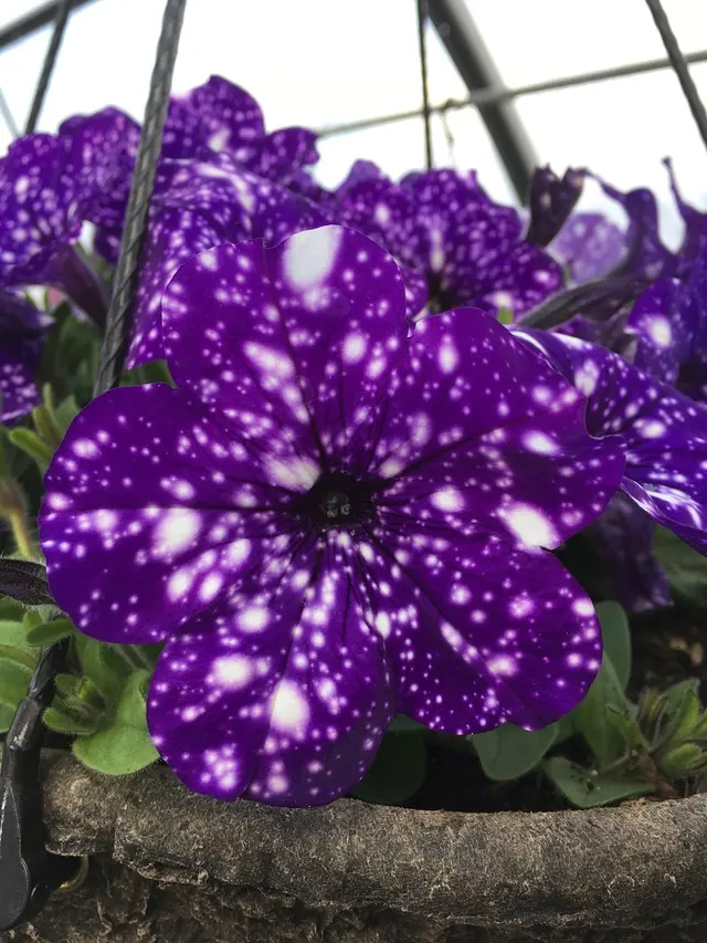Sunnyside Gardens — photo from the business 12