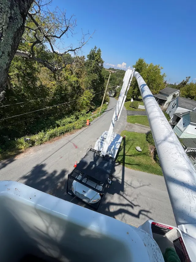 Trail Based Tree Service — photo from the business 8