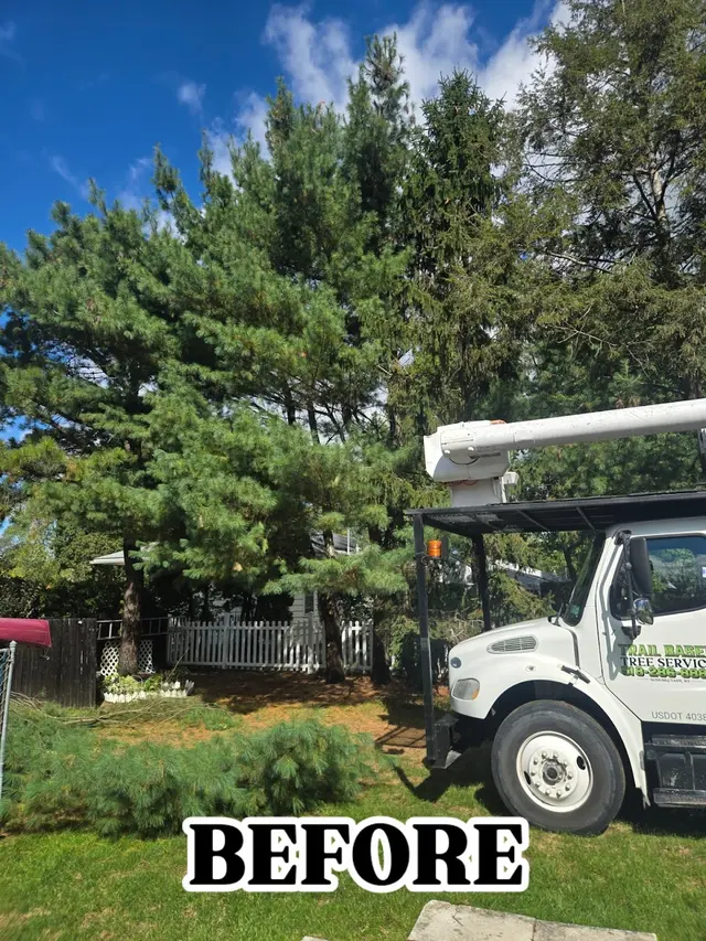 Trail Based Tree Service — photo from the business 4