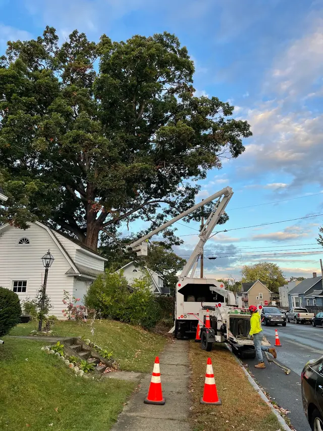Trail Based Tree Service — customer photo 5