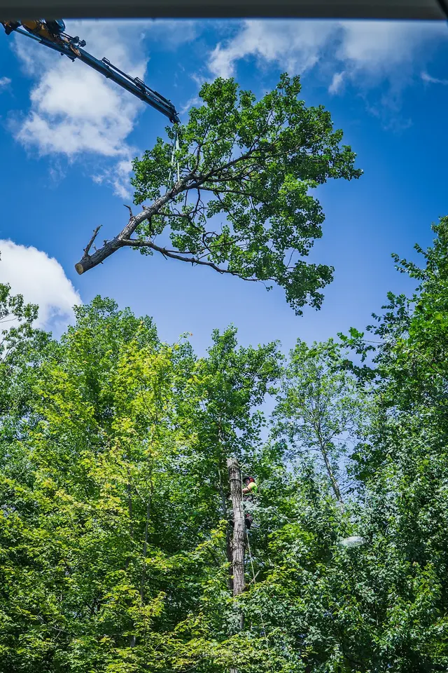 Trail Based Tree Service — customer photo 12