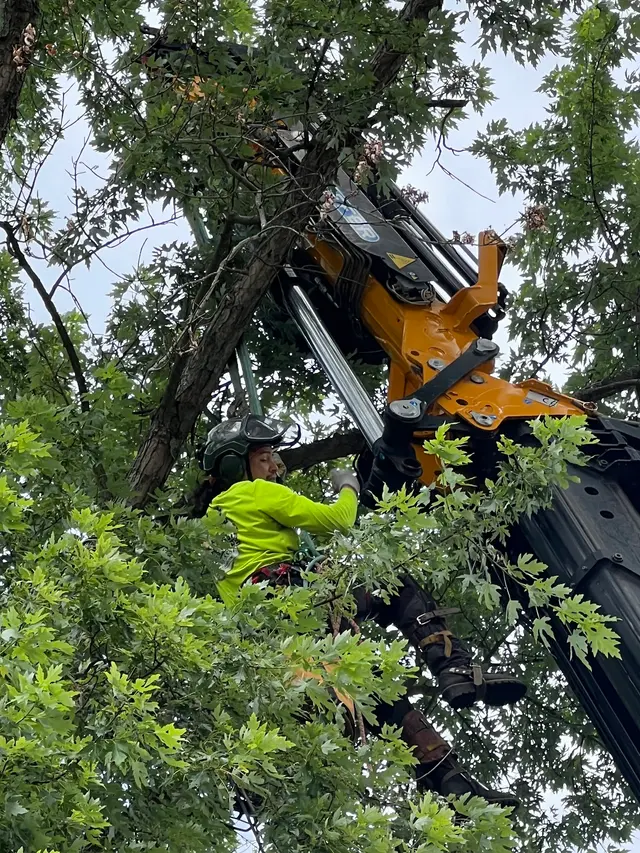 Trail Based Tree Service — customer photo 2