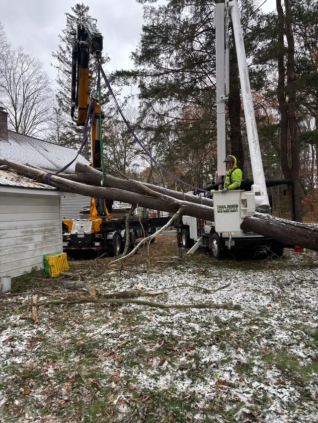 Trail Based Tree Service — photo from the business 3