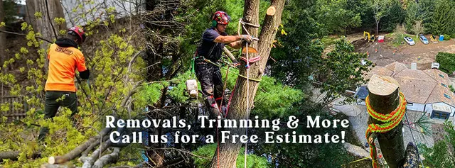 Trail Based Tree Service — photo from the business 1