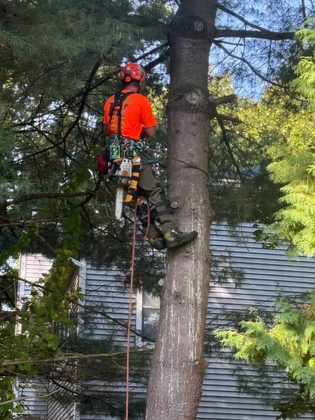 T's Trees LLC — customer photo 4