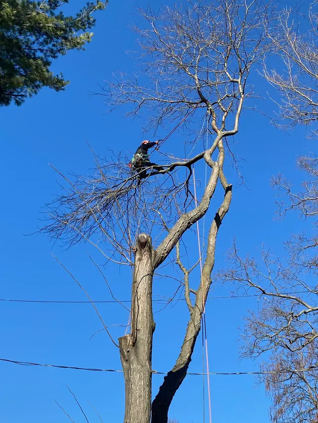 T's Trees LLC — customer photo 2