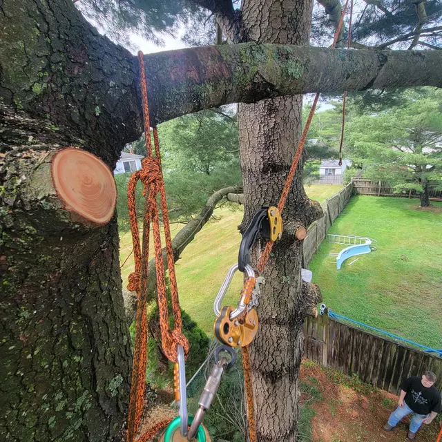 T's Trees LLC — photo from the business 12
