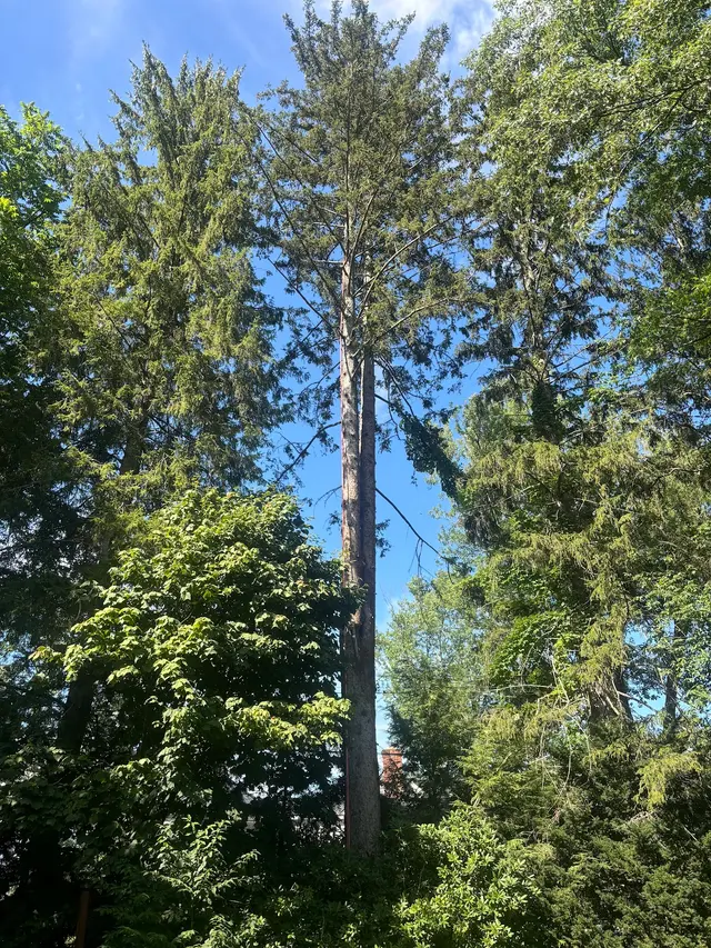 T's Trees LLC — customer photo 6