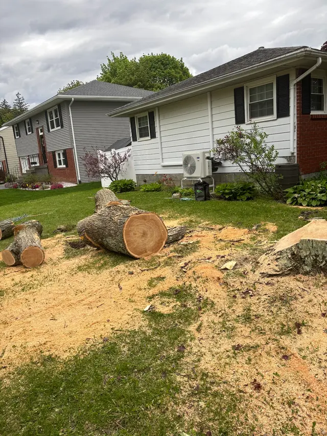 T's Trees LLC — photo from the business 8