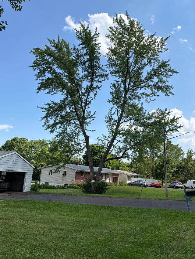 T's Trees LLC — customer photo 3