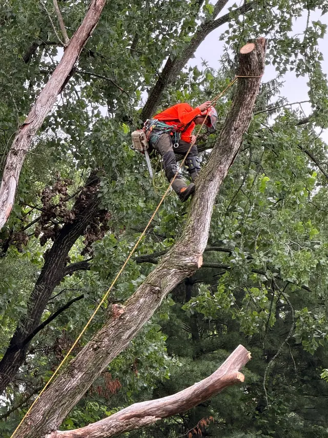 T's Trees LLC — customer photo 5