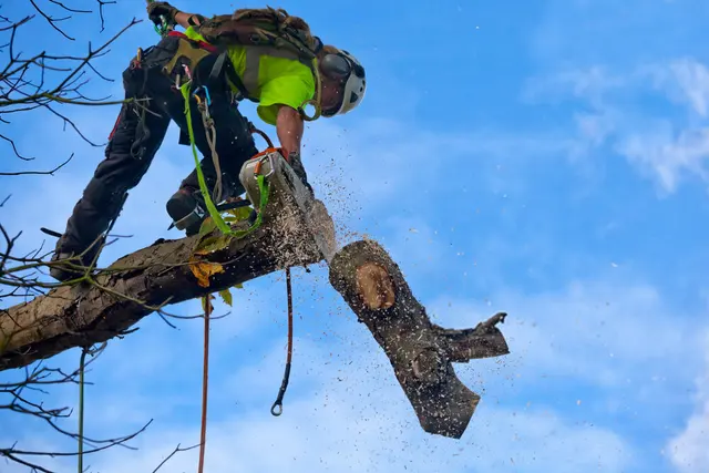 All Things Tree Service — photo from the business 4