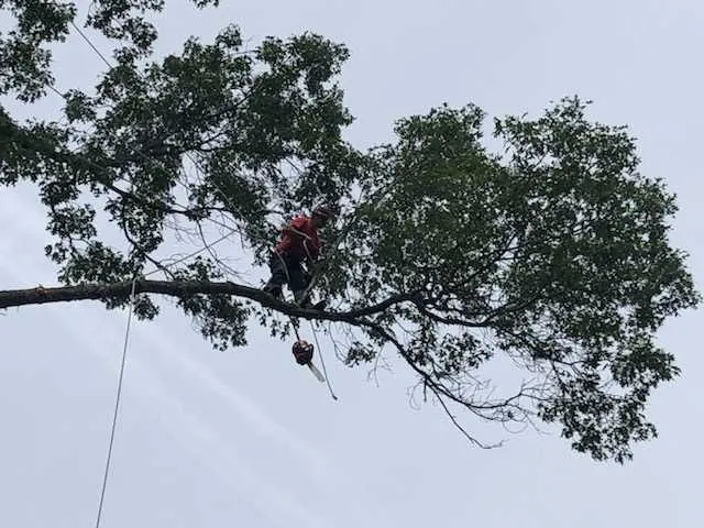 All Things Tree Service — photo from the business 5